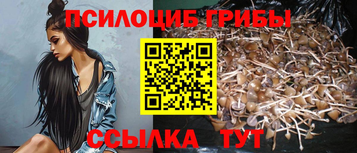 Псилоцибиновые грибы Psilocybe Геленджик